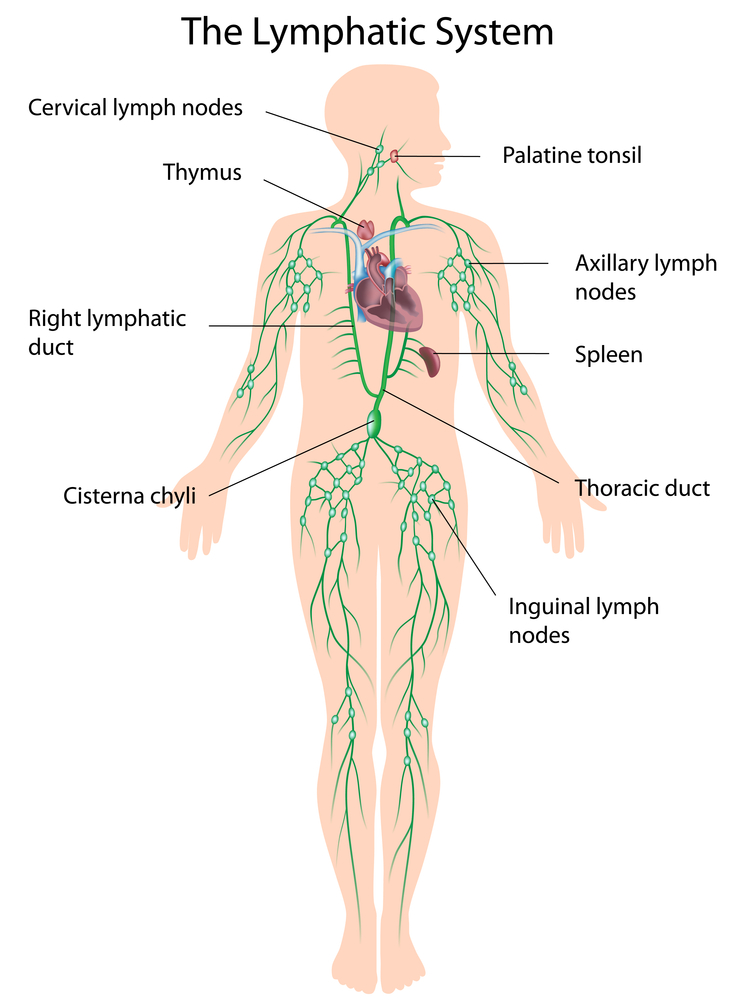 How To Help Lymph Nodes Drain